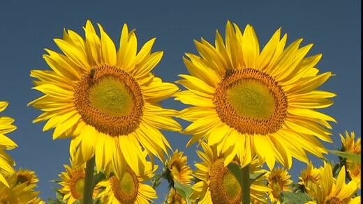 Tournesol