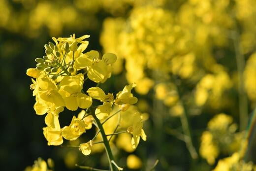 fleurs de Colza