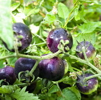 tomates 1 kg