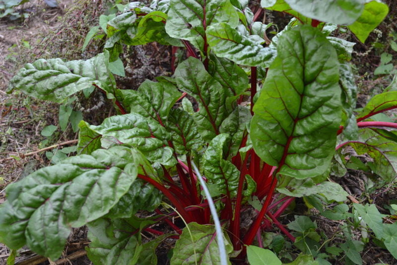 Côtes de bettes 1 kg