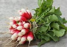 Légumes, Radis